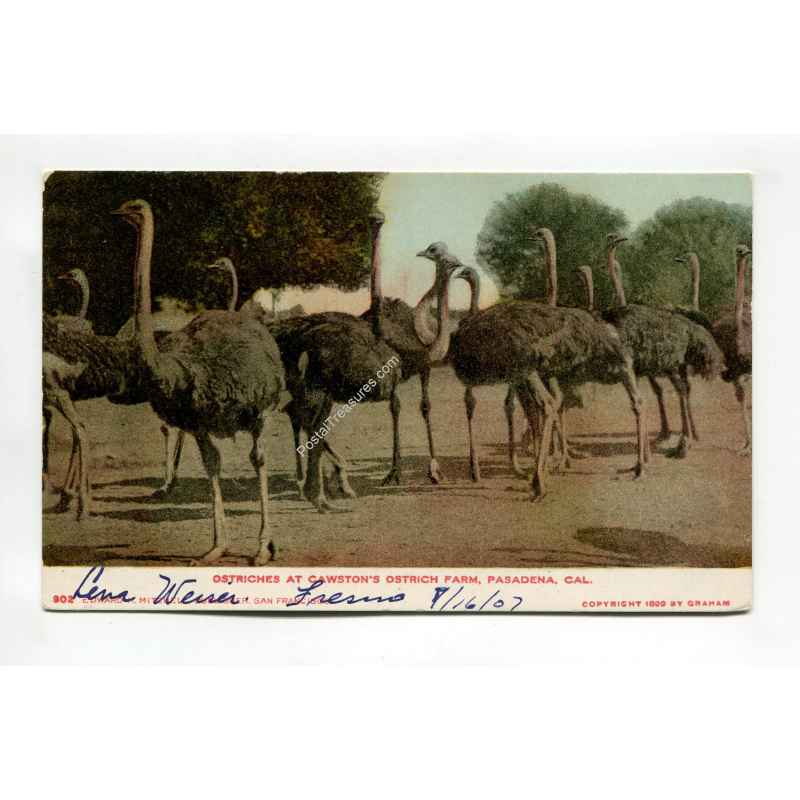 Ostriches at Cawstons Ostrich Farm Pasadena California vintage