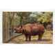 Rhinoceros Zoological Gardens London