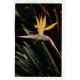 Bird of Paradise Hawaiian Islands