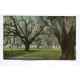 Old Oaks and Spanish Moss covered Trees Charleston South Carolina