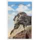 Washingtons Head Mount Rushmore National Memorial Black Hills of South Dakota
