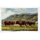 Herd of Buffalo on Antelope Island Great Salt Lake Utah